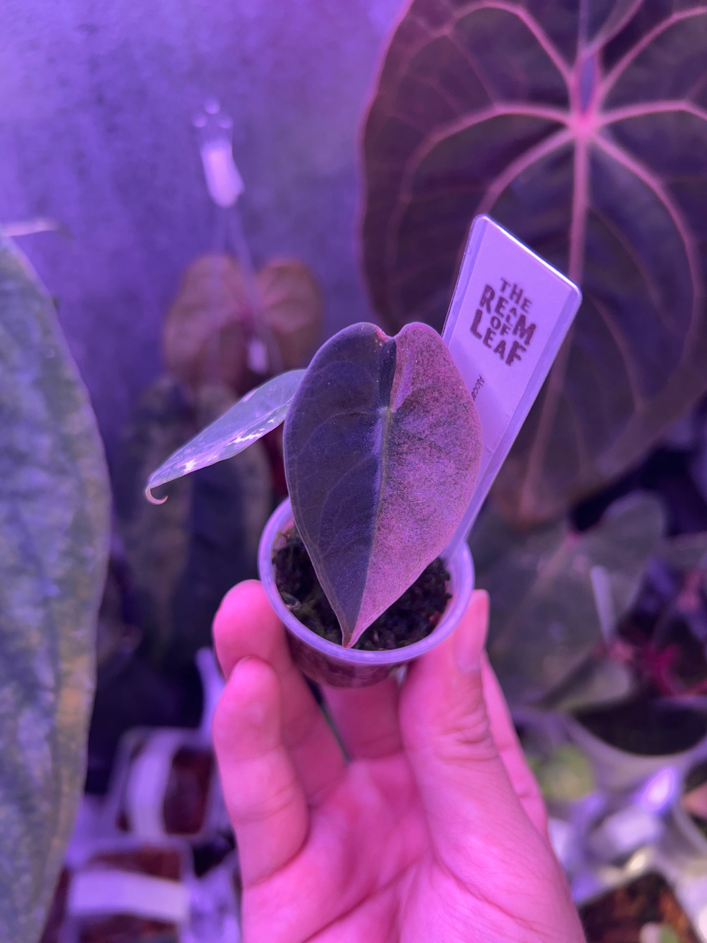 Alocasia Sendenii Pink ( Corm Grow )