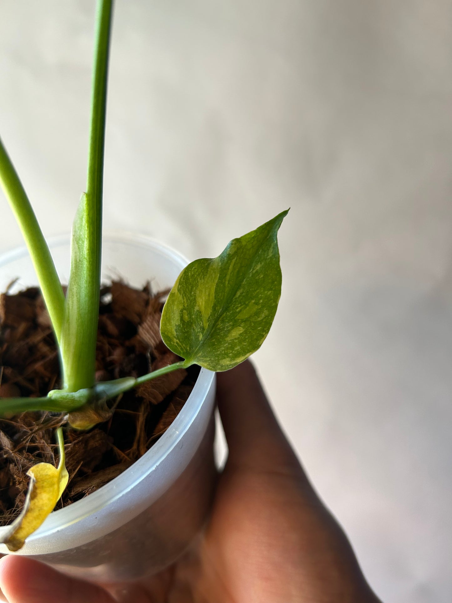 Monstera Deliciosa Electrolytes