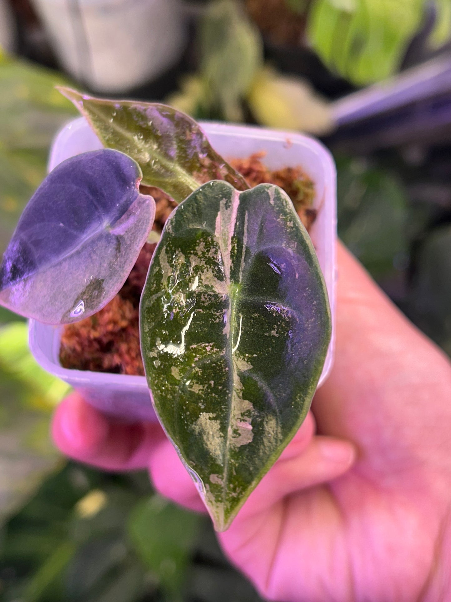 Alocasia Sendenii Pink (Corm Grow )