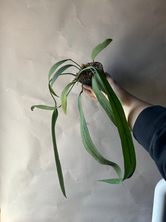 Anthurium Vittarifolium