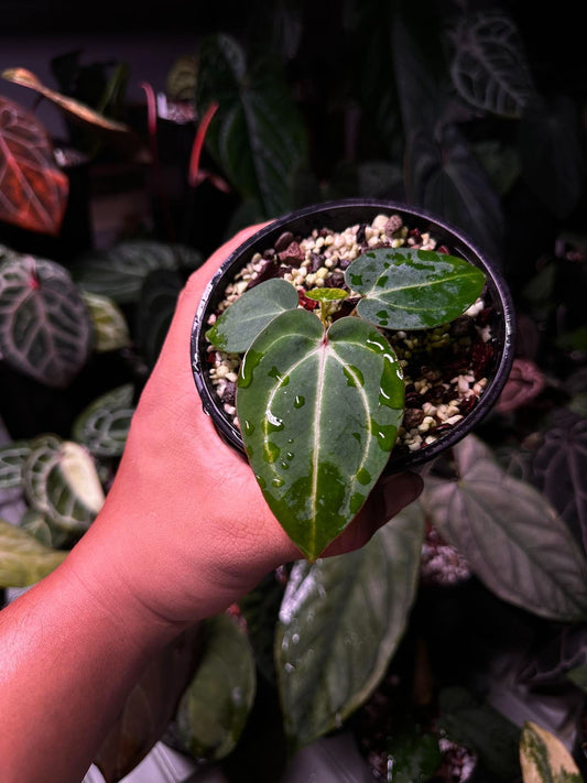 Anthurium Carlablackie (‘District’ x RA8) S1