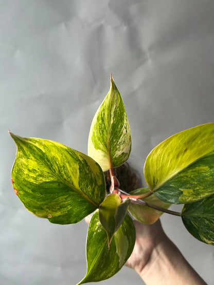 Philodendron White Knight Tricolor