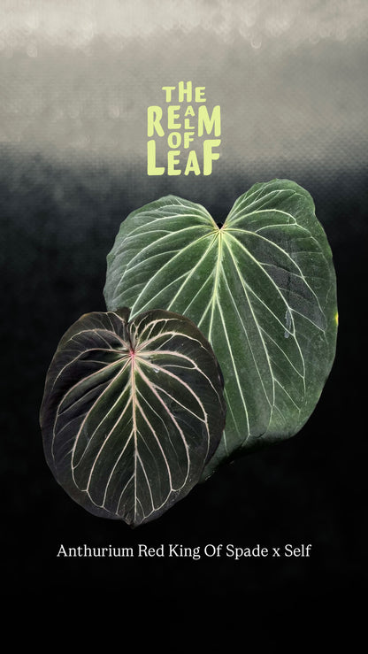 Anthurium Red King Of Spade x Self Seedlings