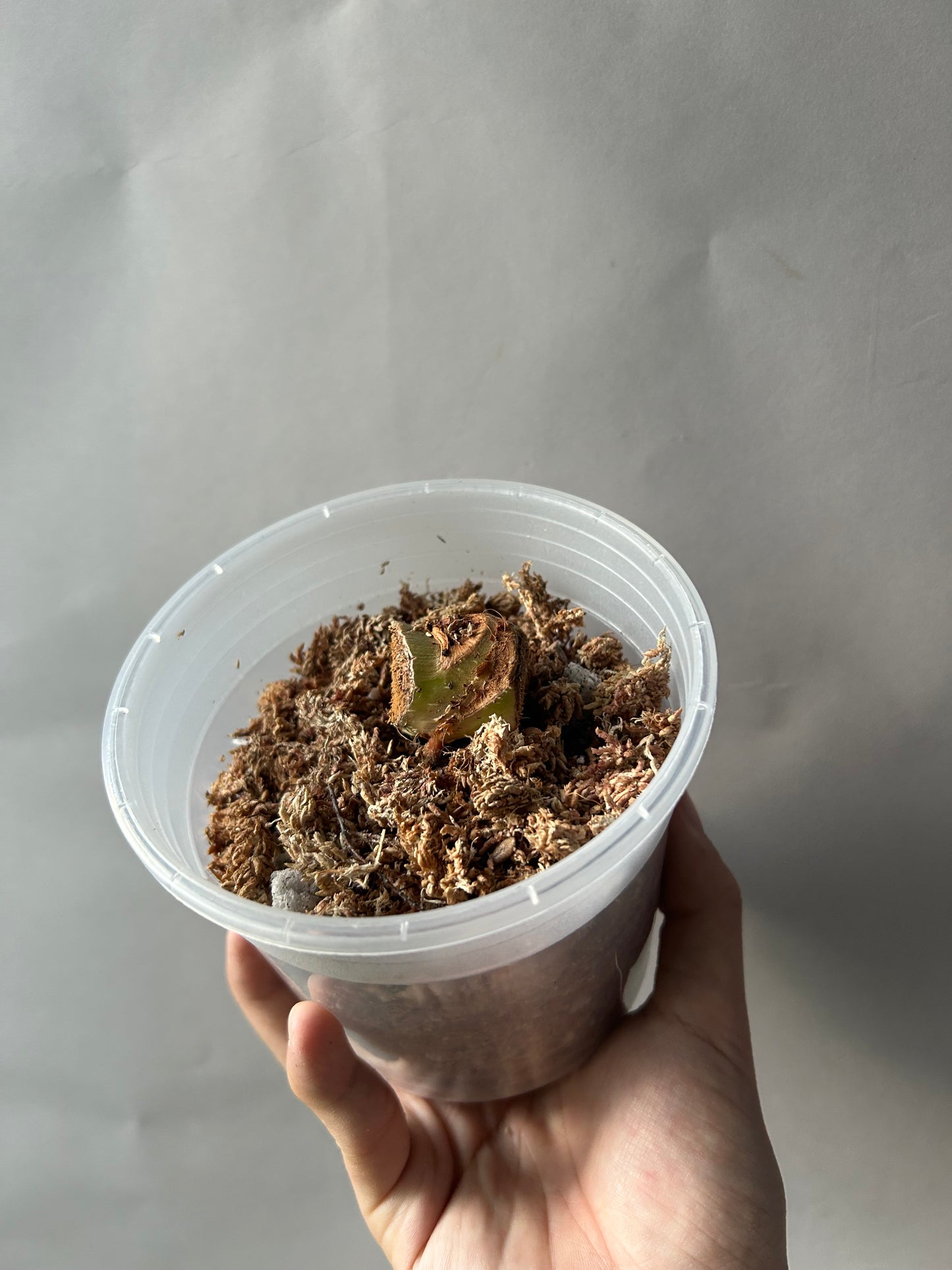 Philodendron Pastazanum Albo