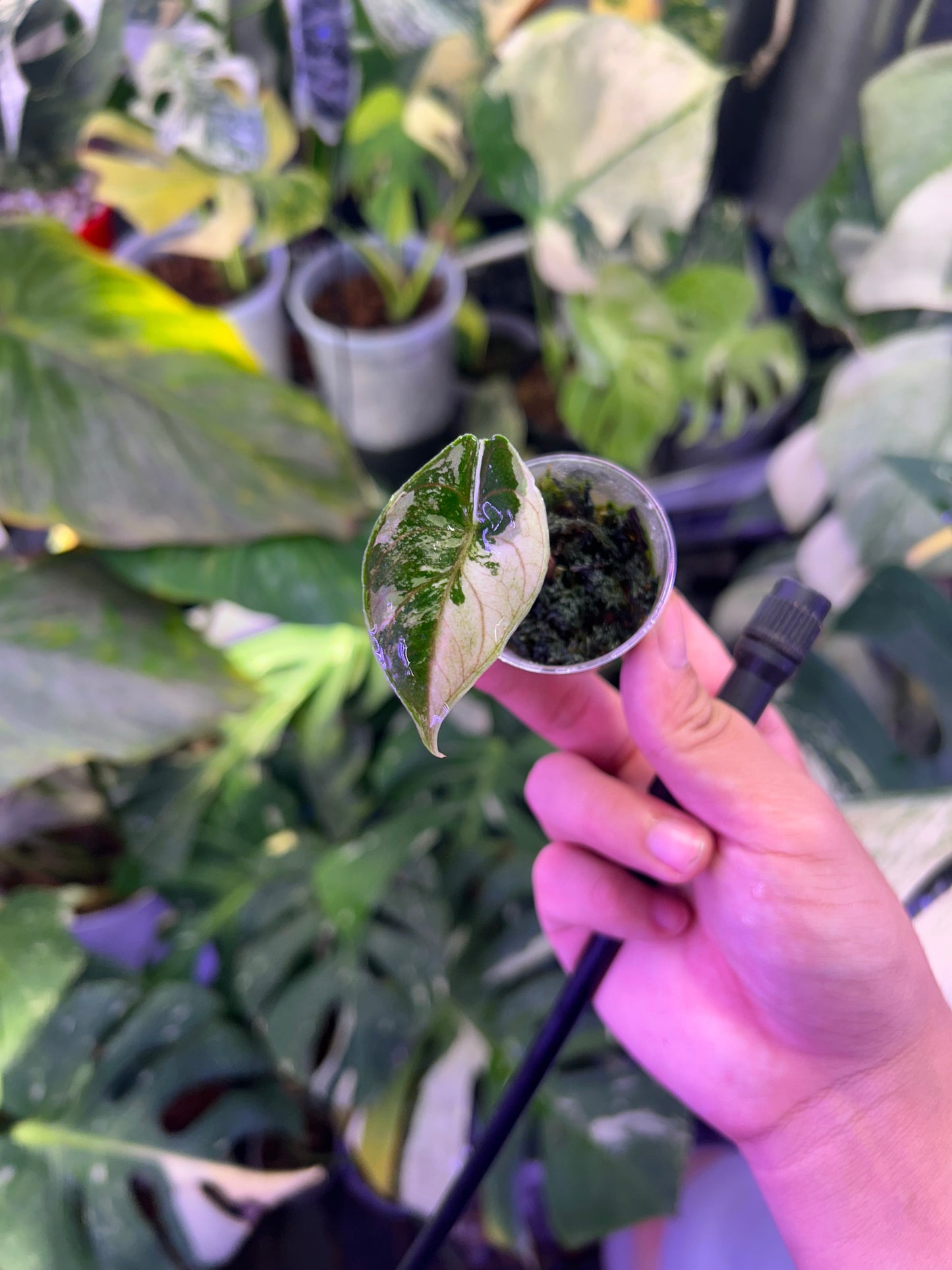 Alocasia Azlanii Pink (Corm Grow)