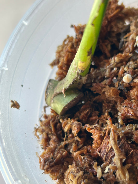 Monstera White Lava Cutting