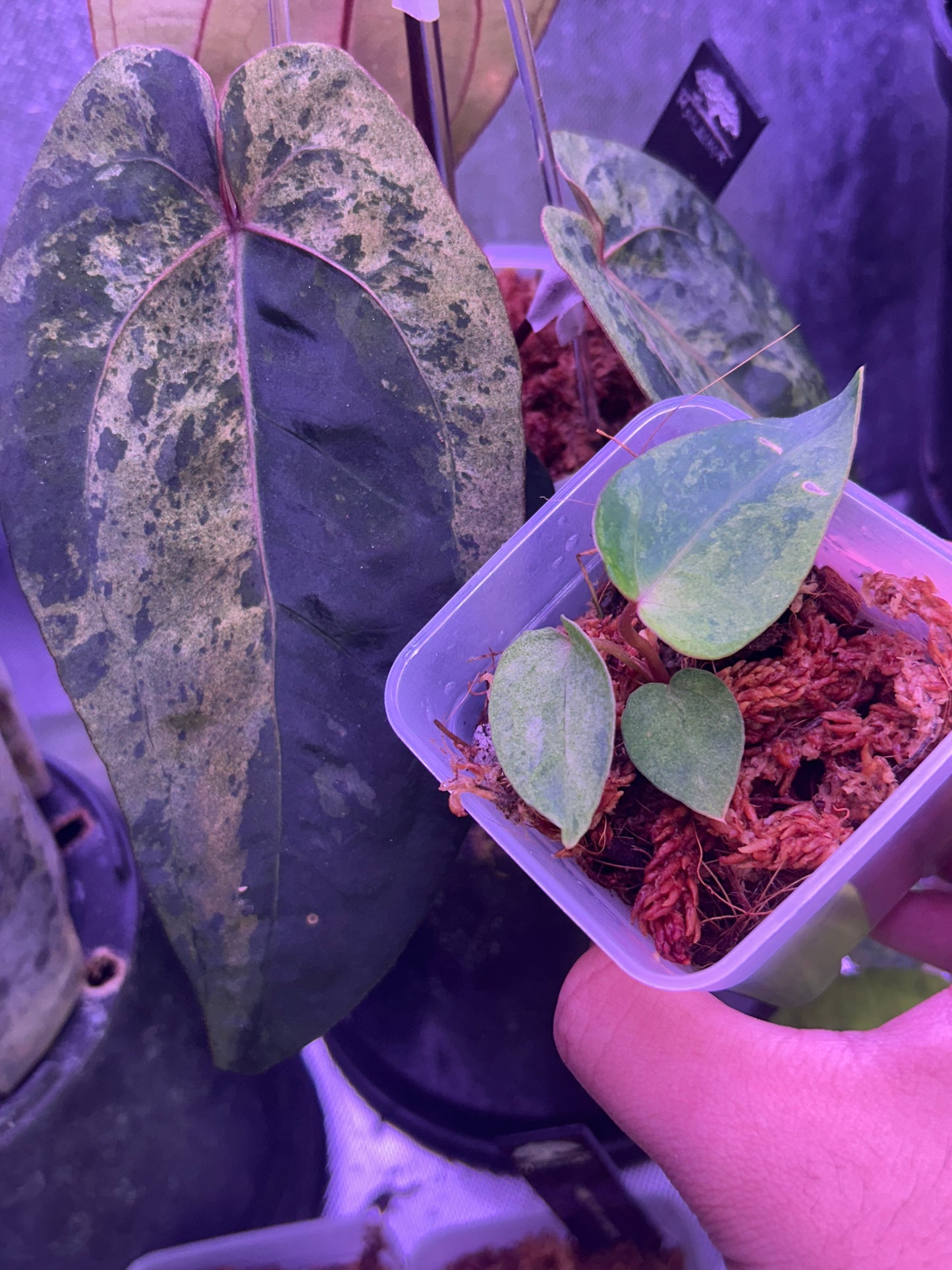 Variegated Anthurium AOS ‘Tezula’ x RVDP by Han Kirok ( Clone )