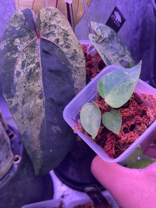 Variegated Anthurium AOS ‘Tezula’ x RVDP by Han Kirok ( Clone )
