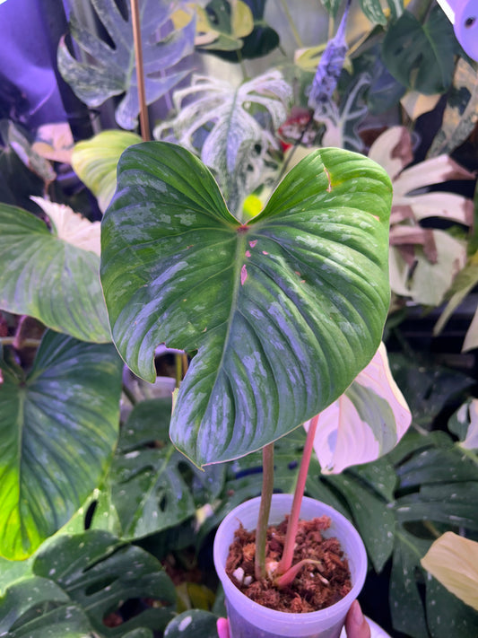 Philodendron Pastazanum Albo ( Top Cut )