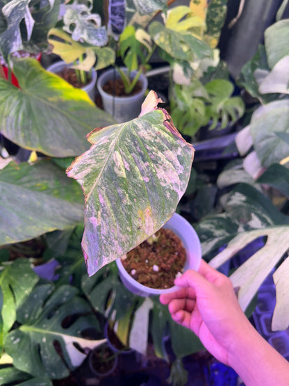 Philodendron Pastazanum Aurea Cutting