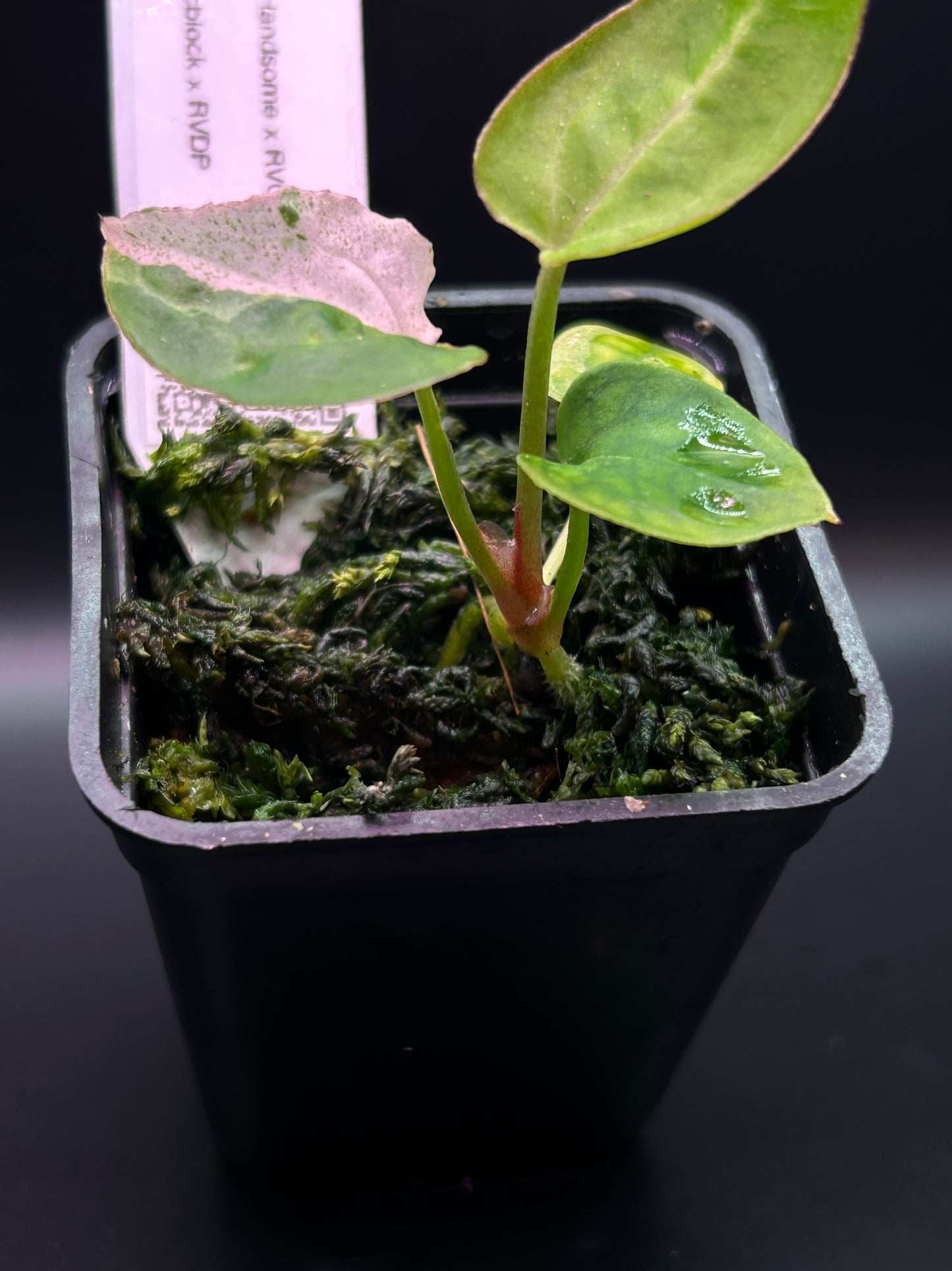 Pink Variegated Anthurium ( DH x RVC) x ( Docblock x RVDP)