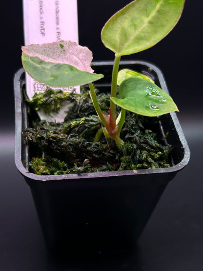 Pink Variegated Anthurium ( DH x RVC) x ( Docblock x RVDP)