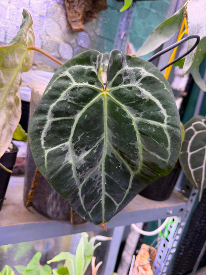 Anthurium Carlablackie x Michelle Blister Variegated