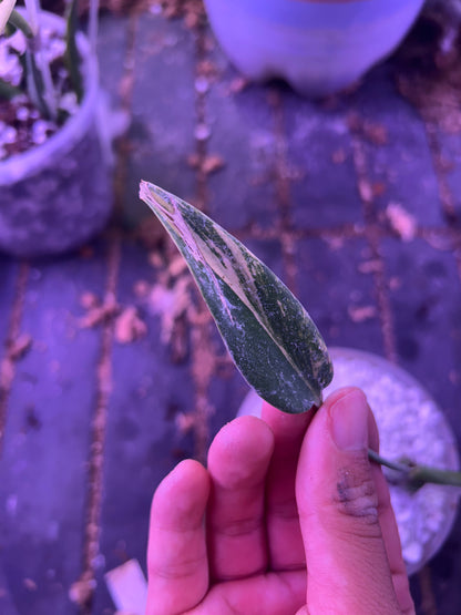 Monstera Burle Marx Flame