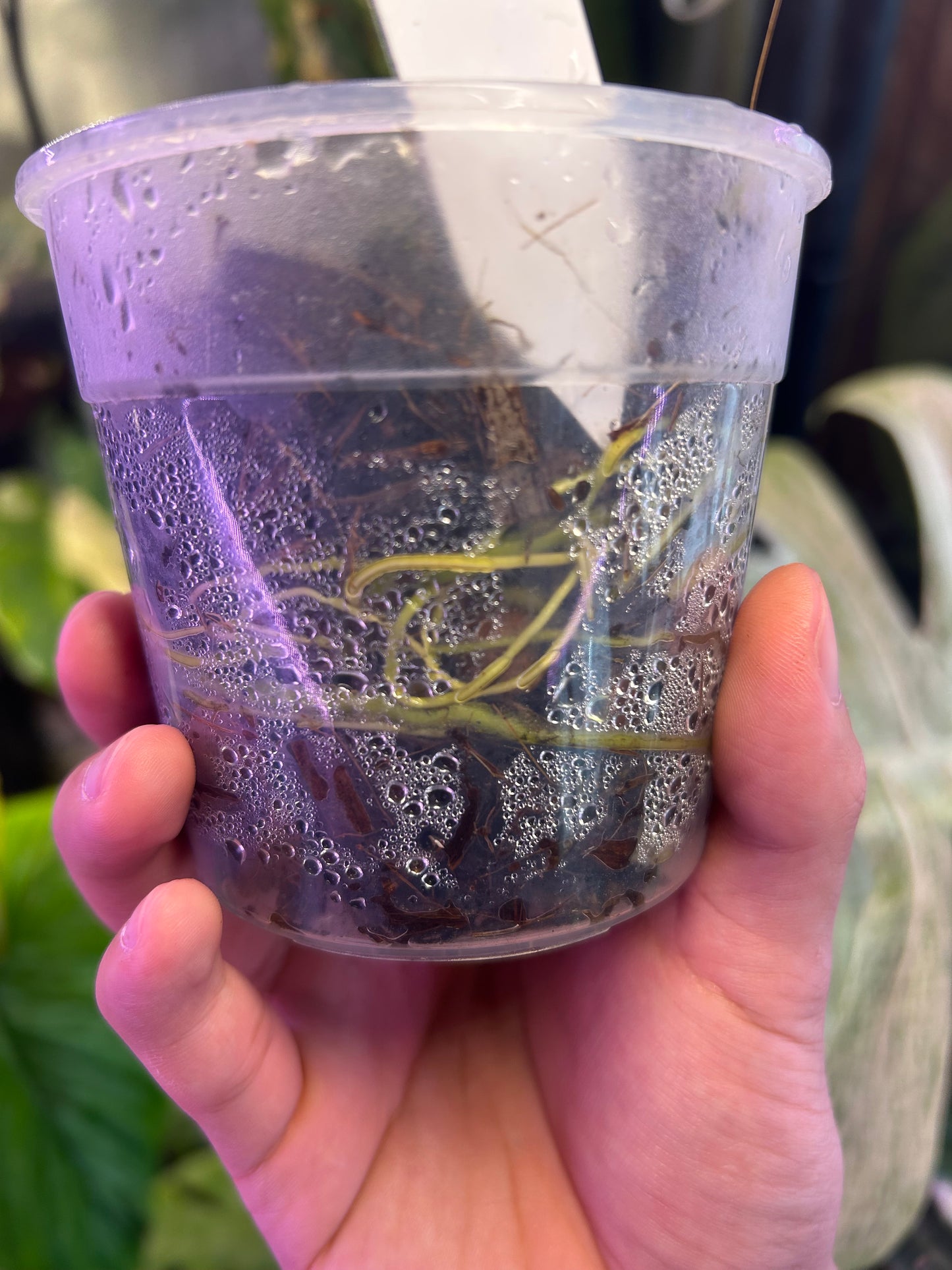 Monstera Thai Constellation Miracle Cutting