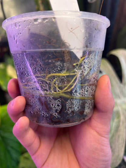 Monstera Thai Constellation Miracle Cutting