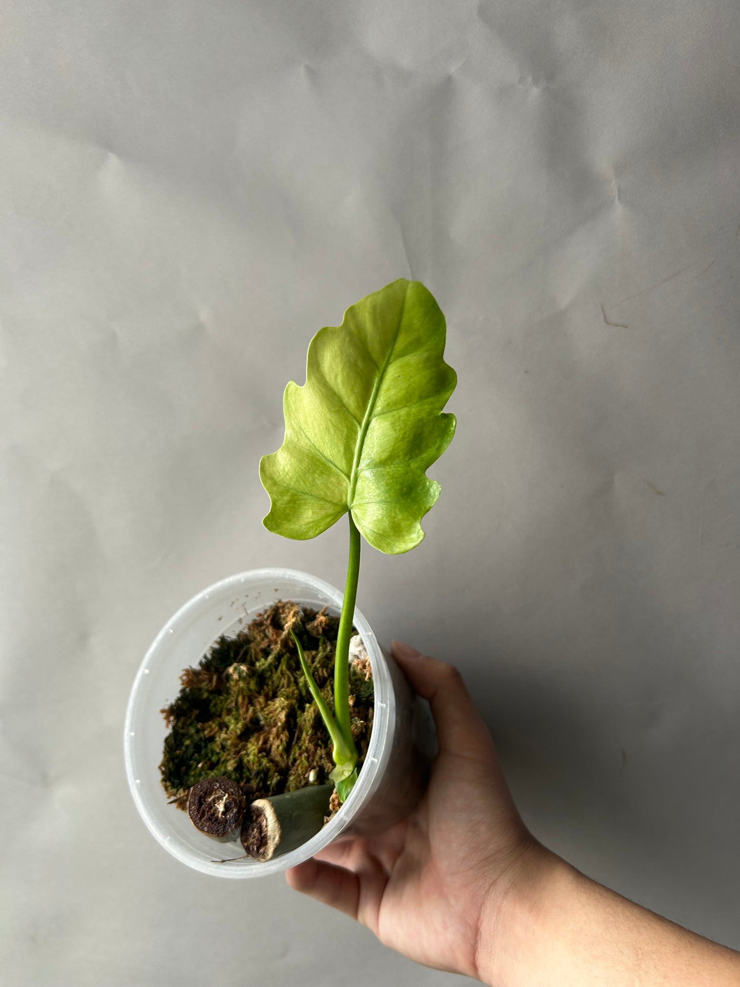 Philodendron Radiatum Variegated