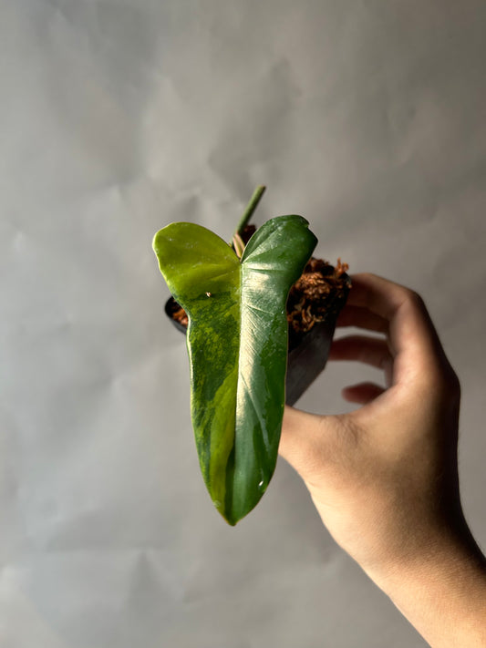 Philodendron Florida Beauty x Mayoi ( Kitina )