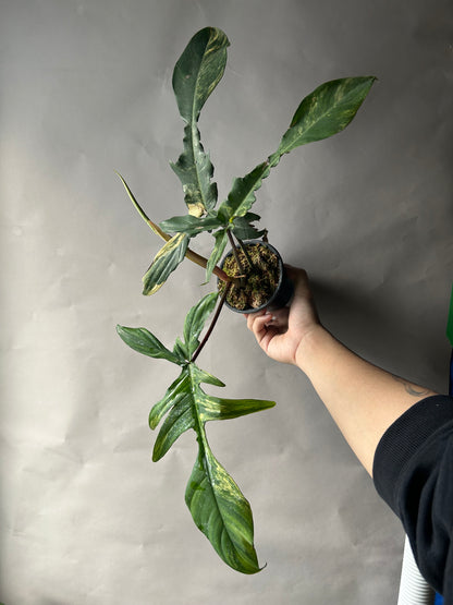 Philodendron Florida Beauty