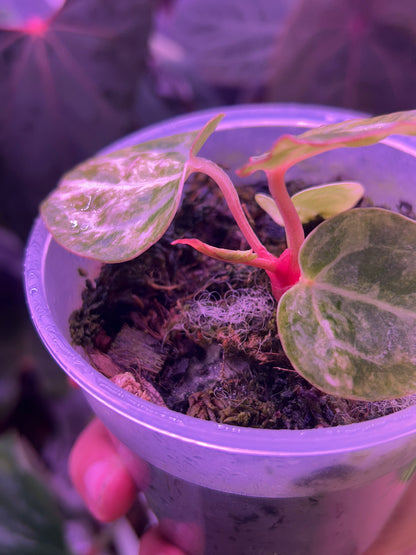 Anthurium Pap Var x Michelle Docblock by The Realm Of Leaf