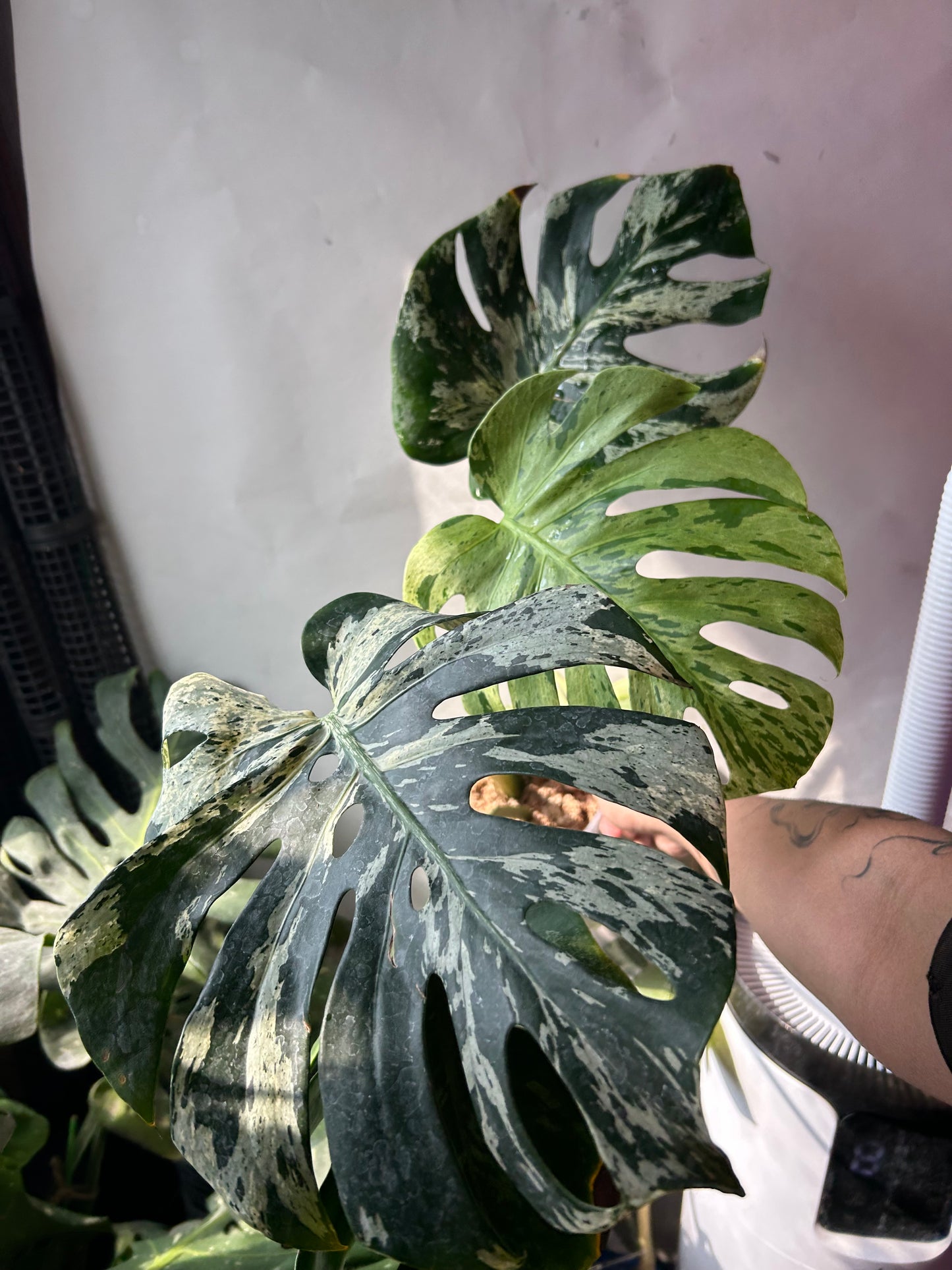 Monstera Deliciosa Vietciosa