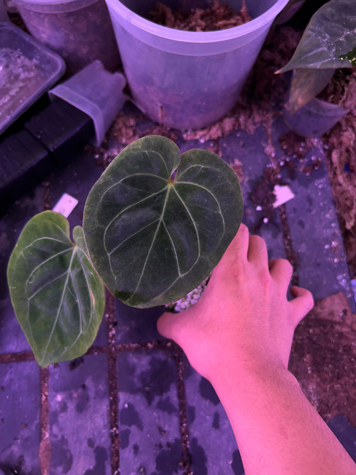 Anthurium King Of Spade