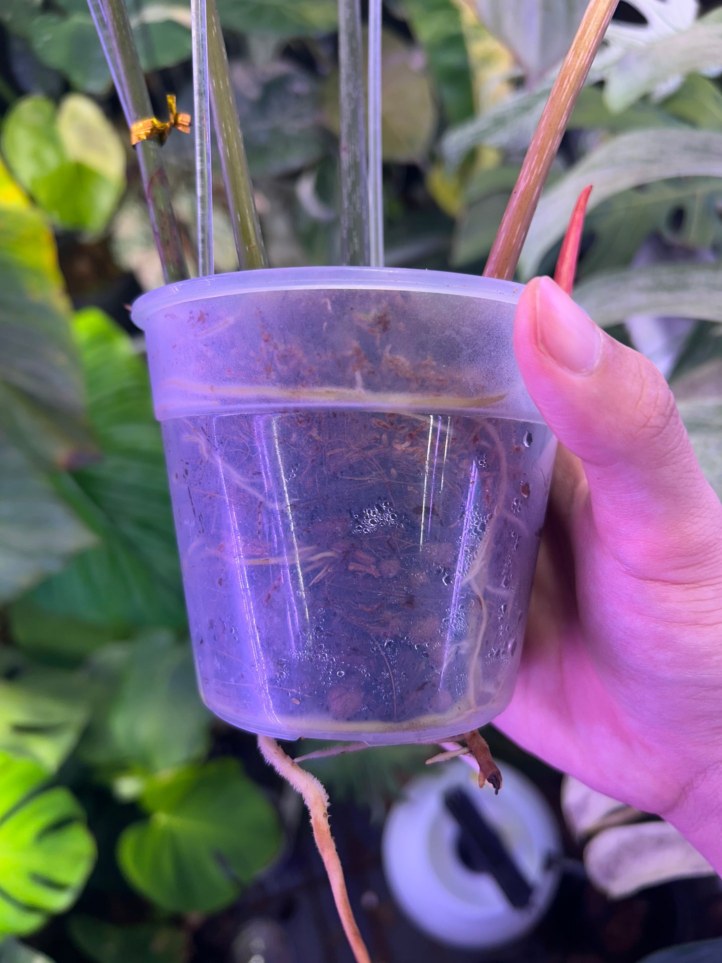 Philodendron Gloriosum Green in Green