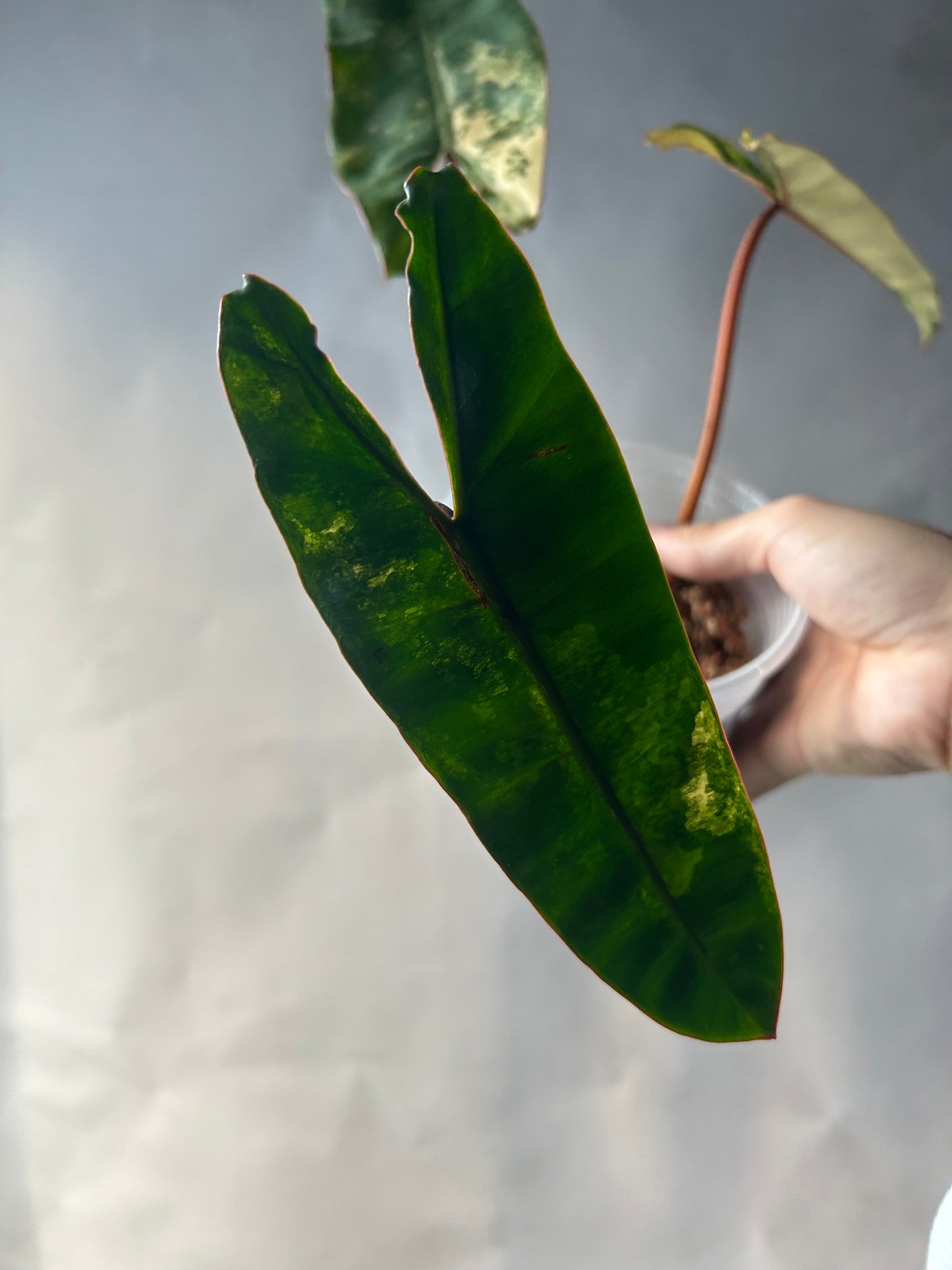 Philodendron Billitiae Cutting