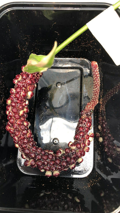 Anthurium Variegated Seed Set