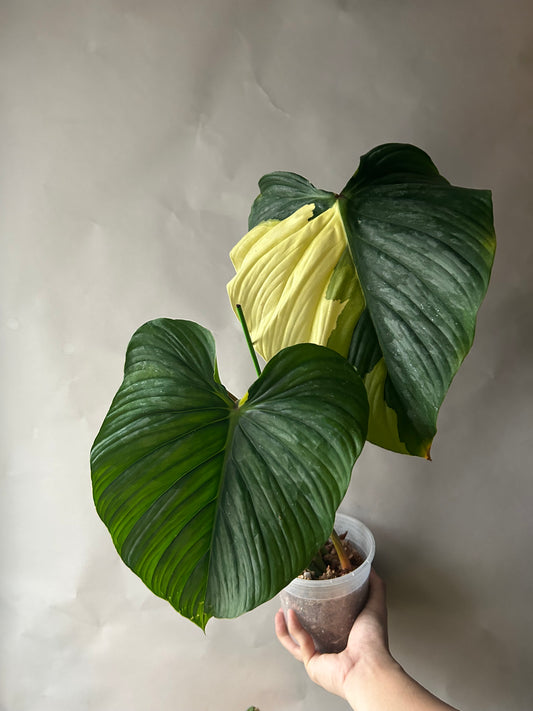 Philodendron Pastazanum Albo Type 1
