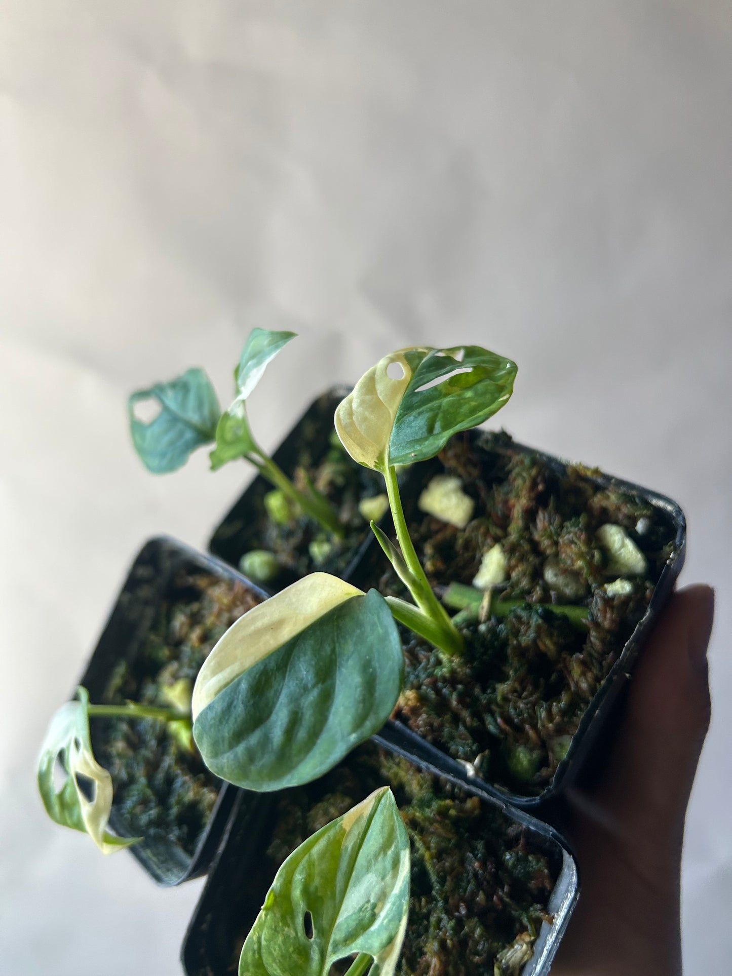 Set of 4 Monstera Adansonii Tricolor aka Albo