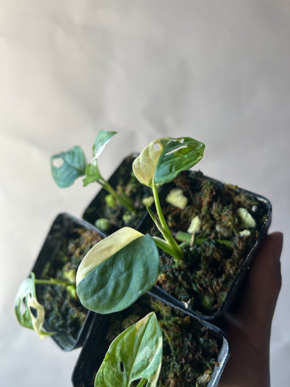 Set of 4 Monstera Adansonii Tricolor aka Albo