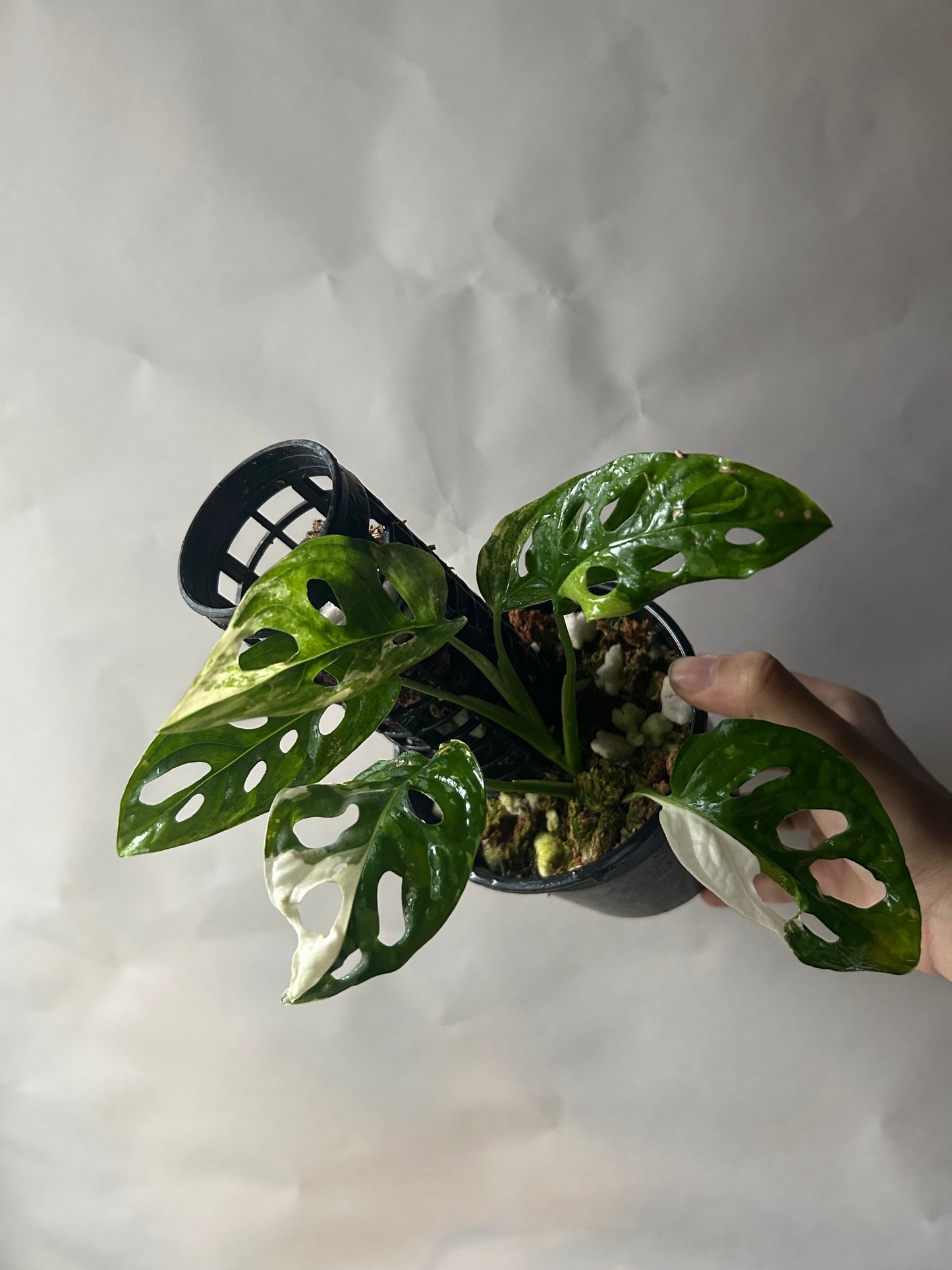 Monstera Adansonii Tricolor