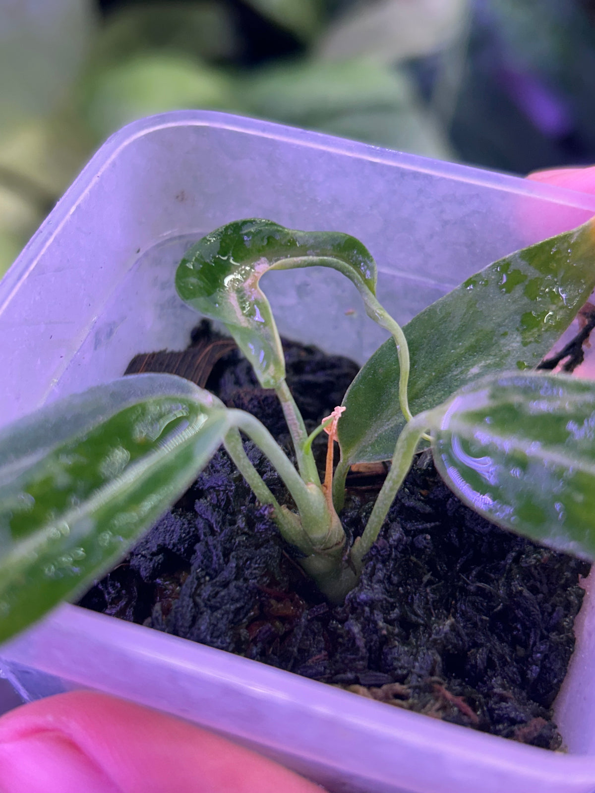 Variegated Anthurium Pallidiflorum