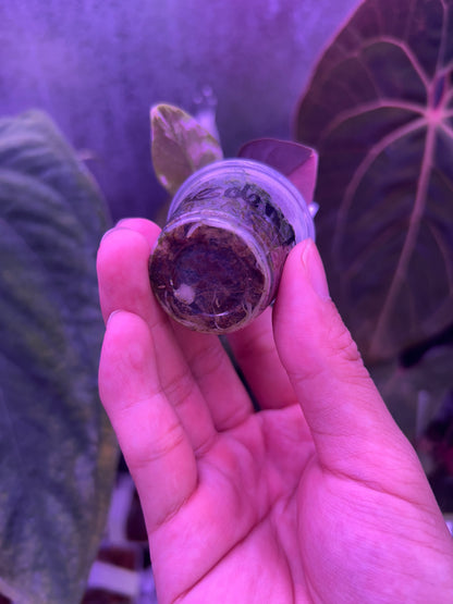 Alocasia Sendenii Pink ( Corm Grow )