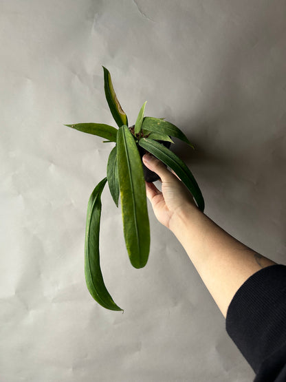 Anthurium Vittarifolium Variegated