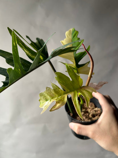 Philodendron Florida Beauty x Tortum