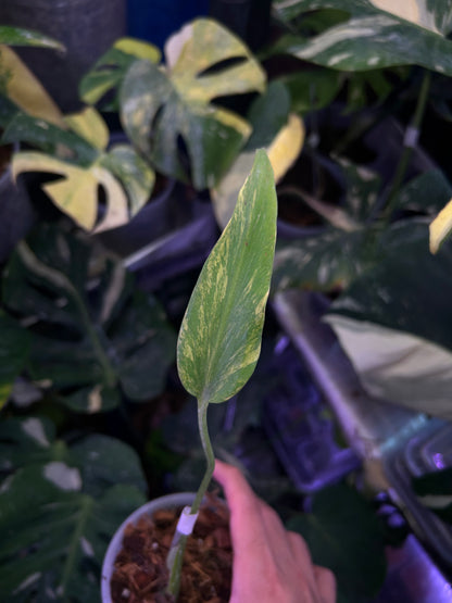 Monstera Burle Marx Flame Aurea Bottom Cut