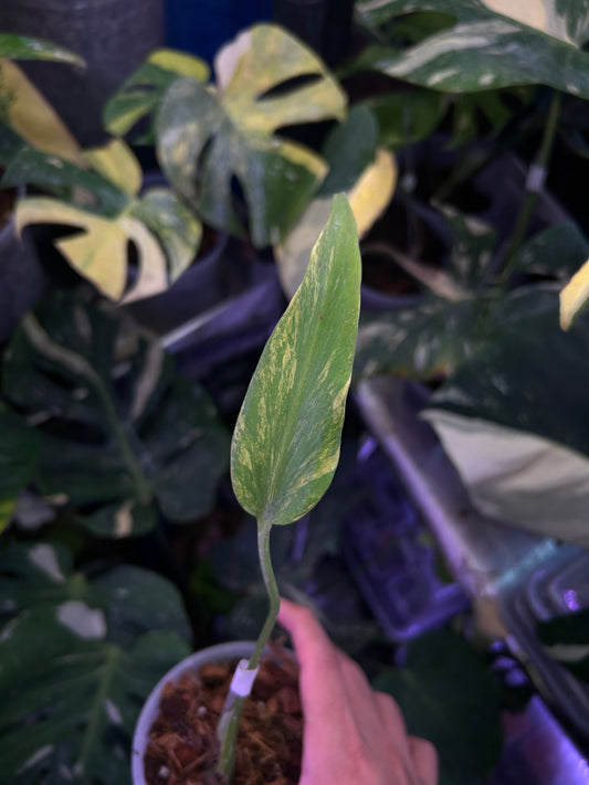 Monstera Burle Marx Flame Aurea Bottom Cut