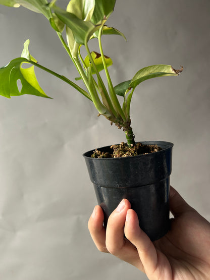 Rhaphidophora Tetrasperma Albo