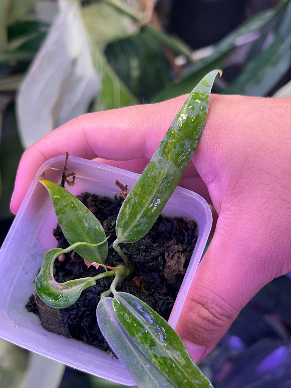 Variegated Anthurium Pallidiflorum