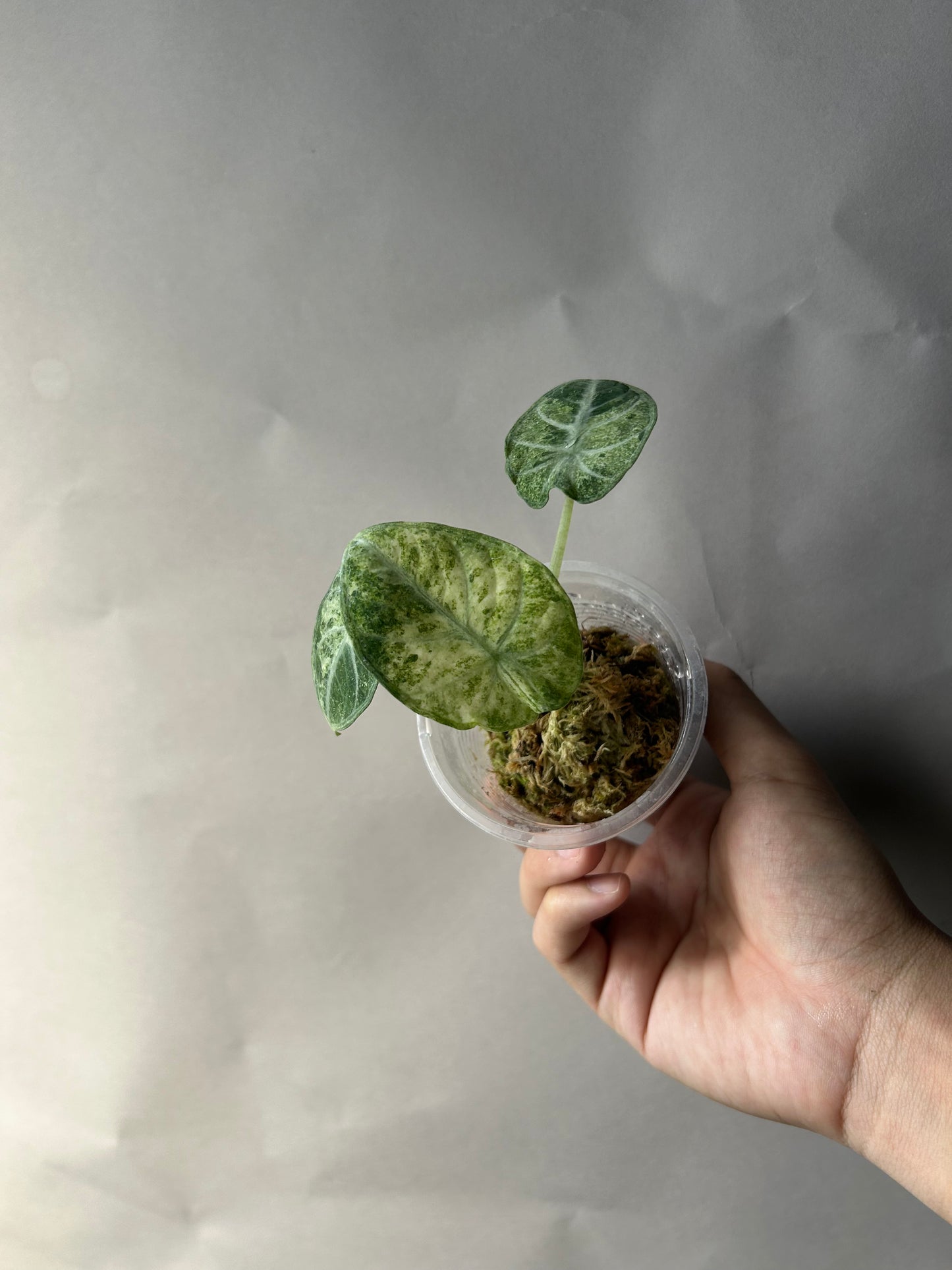 Alocasia Ninja Tricolor Splash