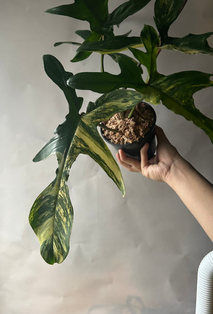 Philodendron Florida Beauty