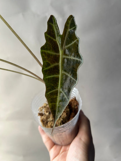 Alocasia Sanderiana Bull Aurea