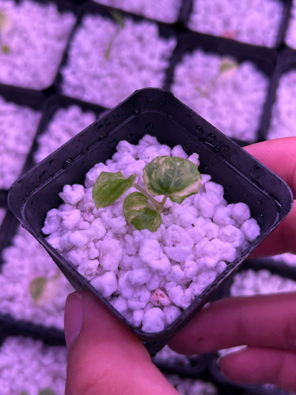 Variegated (Crystallium x AOS) x (SKG Pink Lemonade x RC)