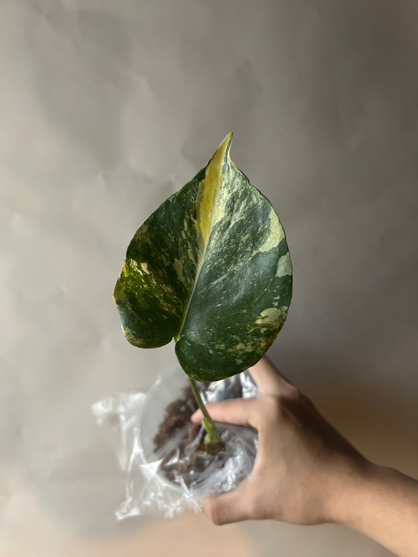 Monstera Thai Constellation “Miracle”