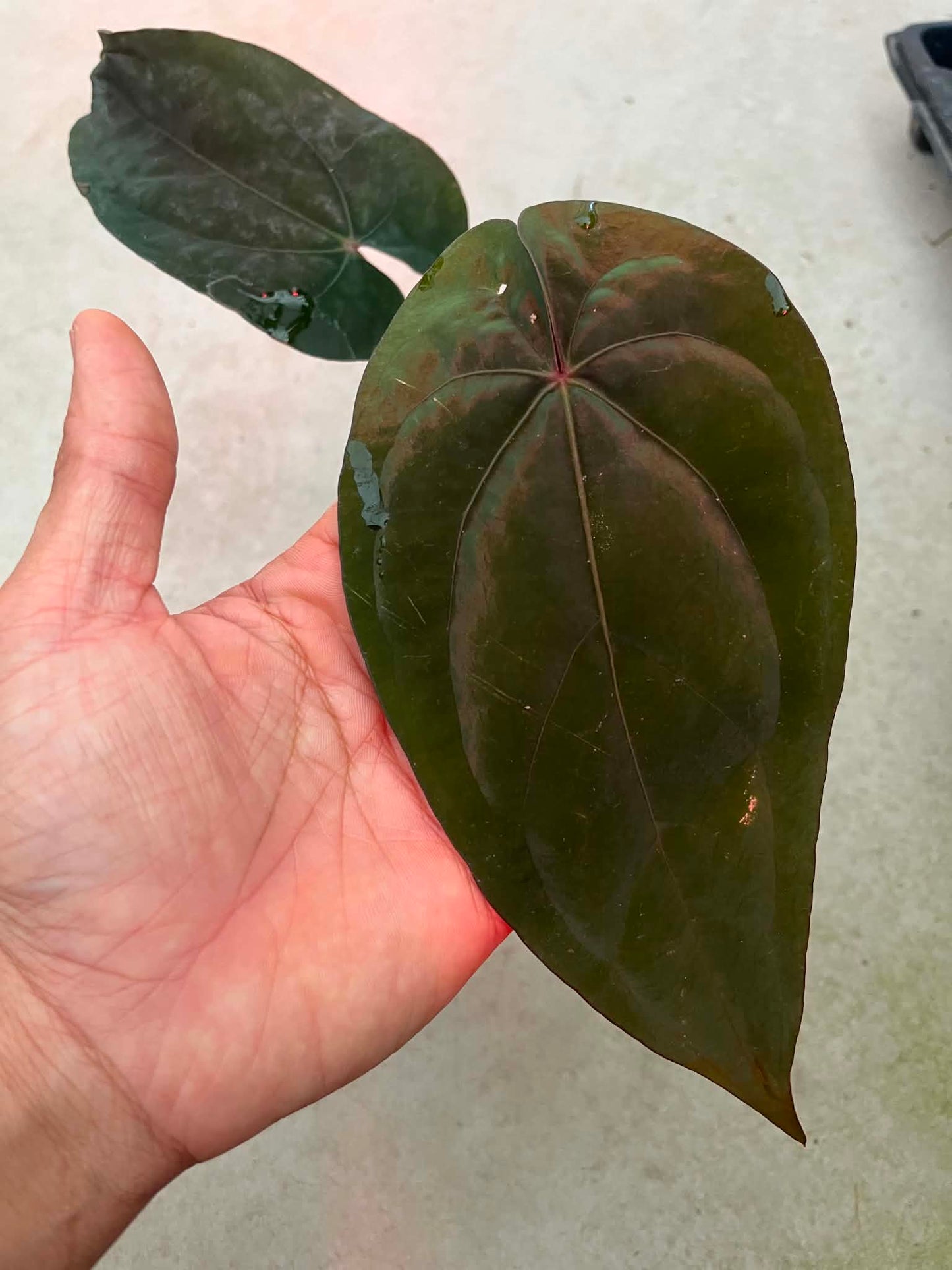 Anthurium AOS ‘Tezula’ x Dressleri by Han Kirok