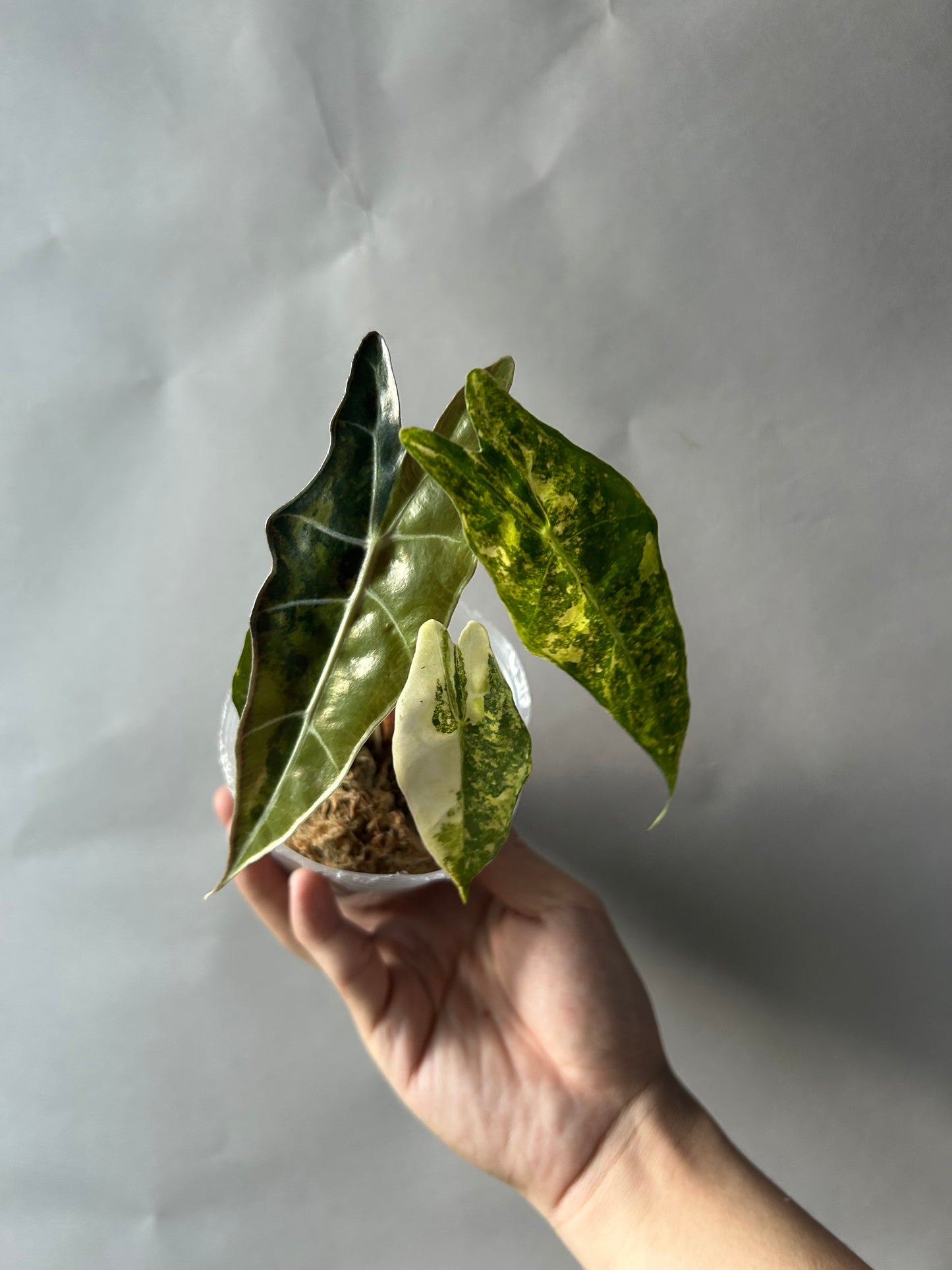 Alocasia Sanderiana Bull Aurea