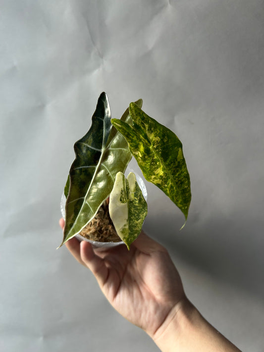 Alocasia Sanderiana Bull Aurea