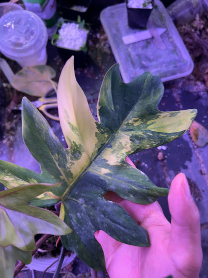 Philodendron Mayoi Variegated
